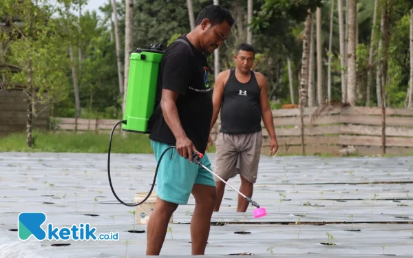 Thumbnail Berita - Metode Fukuoka, Ikhtiar Petani Desa Buton Halmahera Selatan di Tengah Pesatnya Penggunaan Pestisida