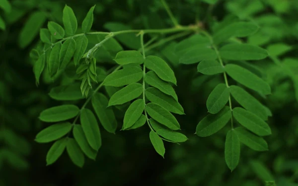 Thumbnail Berita - Kecil-Kecil Cabe Rawit, Ini 5 Manfaat Hebat Daun Kelor