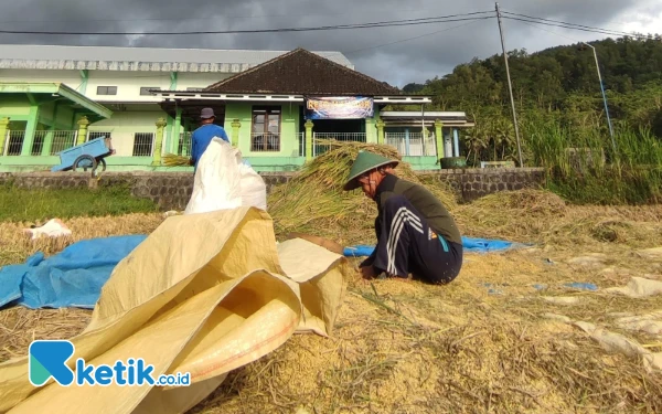 Thumbnail Berita - Baru 32 Persen, Serapan Gabah Kering Pacitan Seret, Petani Pilih Simpan Stok
