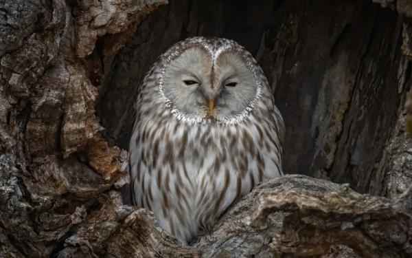Thumbnail Berita - Rumah Burung Hantu, Solusi Petani Kota Batu Lawan Hama Tikus