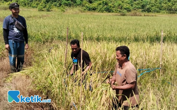 Thumbnail Berita - Benih  Bantuan Harita Nickel Dongkrak Produktivitas Petani Padi di Desa Buton Halsel
