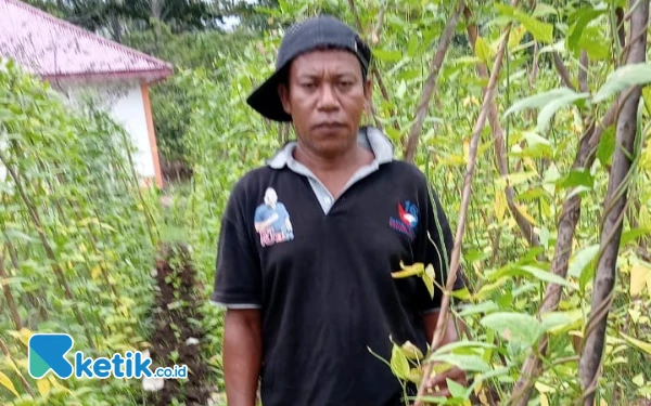 Kekurangan Pupuk, Hasil Panen Petani Hortikultura di Desa Baru Halsel Menurun