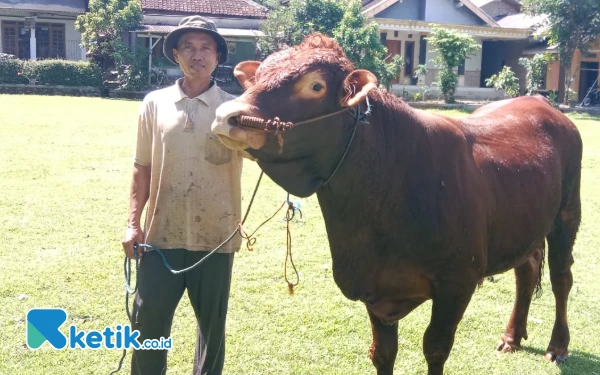 Thumbnail Berita - Ajaib! Sapi di Pacitan Lahirkan Pedet Jantan 10 Kali, Pemilik Disebut Punya Jimat