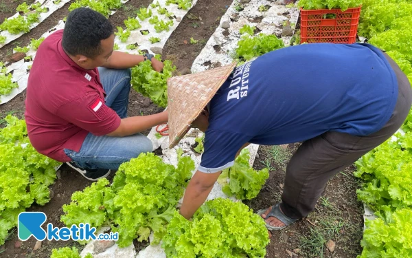 Thumbnail Berita - Dukung Program Ketahanan Pangan, Warga Binaan Rutan Situbondo Panen Selada