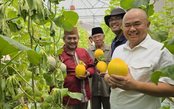 Pertanian Organik di Tengah Kota, Mahasiswa UPN Teliti Melon di Green House Masjid Al Akbar
