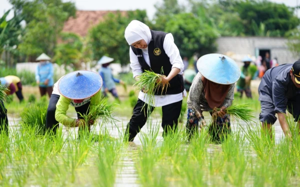 Khofifah: Luas Tanam Padi di Jatim Cukup Besar, Sumbang 25 Persen Skala Nasional
