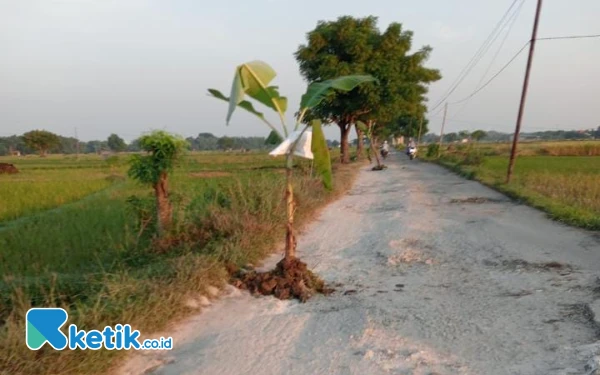 Thumbnail Berita - Tak Kunjung Diperbaiki, Warga Desa Petaonan di Bangkalan Tanam Pohon Pisang di Jalan Rusak