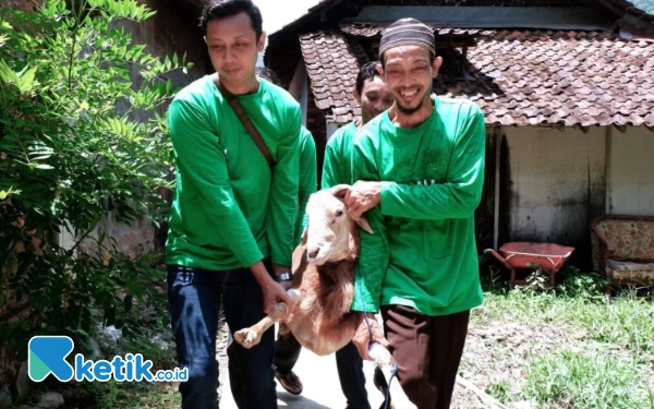 Thumbnail Berita - Jelang Idul Adha, Harga Kambing Kurban di Pacitan Masih Landai: Dibandrol Mulai Rp2 Jutaan