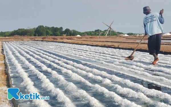 Thumbnail Berita - Harga Garam di Sampang Anjlok Jadi Rp600 per Kg, Ini Penyebabnya