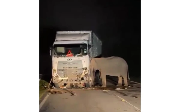 Thumbnail Berita - Anak Gajah Tewas Tertabrak Truk, Kesedihan Sang Induk Viral