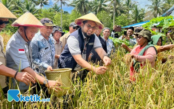 Thumbnail Berita - Panen Padi Ladang di Obi, Bahan Kajian Pengembangan Petani Lokal Halmahera Selatan