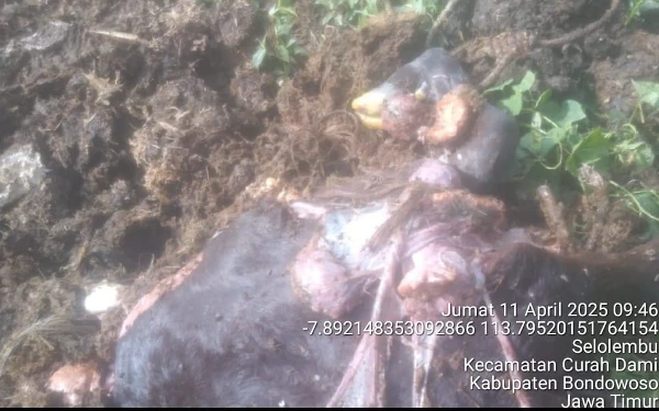 Thumbnail Berita - Penemuan Janin Sapi di Dekat RPH Bondowoso Picu Pertanyaan Publik