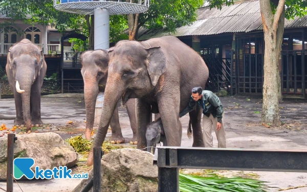 Thumbnail Berita - Bayi Gajah Sumatra Betina Lahir di Batu Secret Zoo, Diberi Nama Diah oleh Menteri Kehutanan