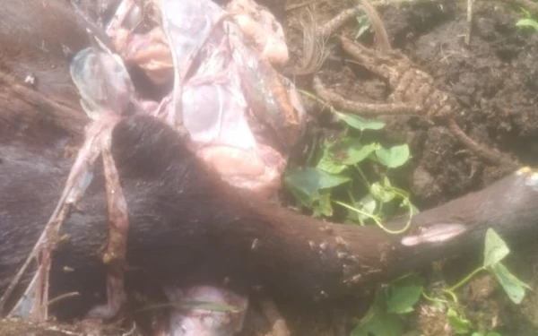 Thumbnail Berita - Dugaan Pelanggaran Pemotongan Sapi Betina Produktif Terungkap di RPH Curahdami Bondowoso