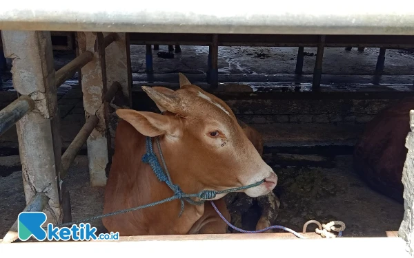 Thumbnail Kebutuhan Hewan Kurban untuk Idul Adha 2025 di Kota Malang Diprediksi Meningkat