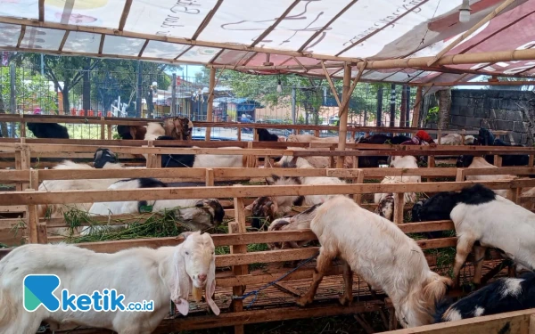 Dispertan Kota Batu Bakal Terjunkan Tim Kesehatan ke Titik Penjualan Kurban