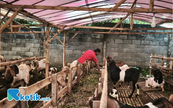 Thumbnail Berita - Penjualan Hewan Kurban di Kota Batu Lesu Jelang Iduladha, Daya Beli Masyarakat Jadi Sorotan