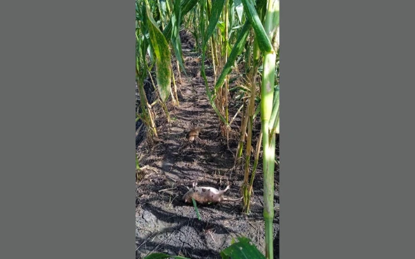 Ratusan Hektare Jagung Petani di Jombang Diserang Hama Tikus, Diduga dari Area Pabrik