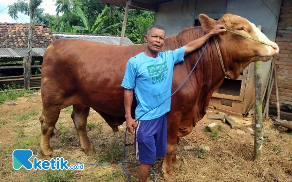 Sapi 0,9 Ton Milik Warga Pacitan Dibeli Presiden RI untuk Kurban Iduladha