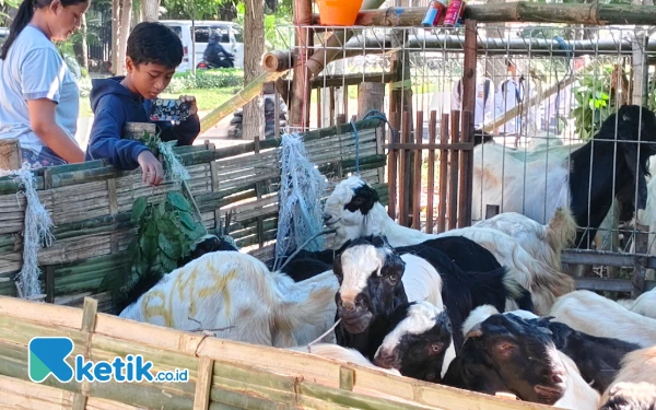 3 Hari Jelang Iduladha, Pilihan Hewan Kurban di Surabaya Mulai Terbatas