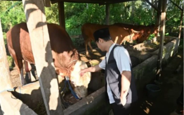 Thumbnail Bupati Trenggalek Mas Ipin Tinjau Sapi 1 Ton yang Dibeli Presiden Prabowo untuk Kurban