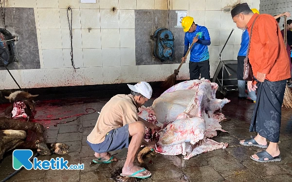 Iduladha 2025, 200 Ekor Sapi Disembelih di RPH Kota Malang