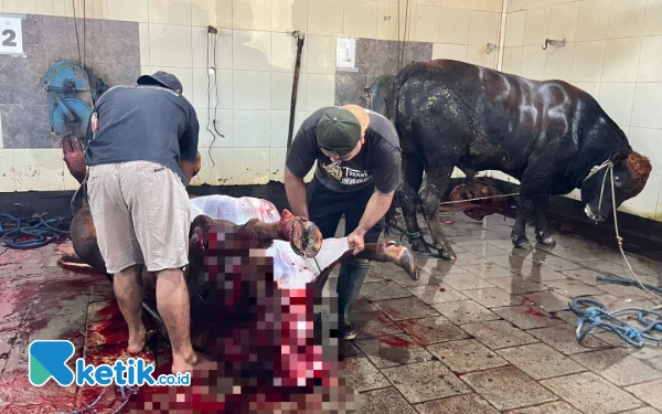 Jangan Buang Sembarangan, Dispangtan Kota Malang Sebut Isi Rumen Hewan Kurban Bisa Suburkan Tanah