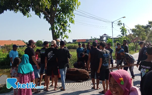 Thumbnail Berita - Heboh Iduladha di Lamongan! Dua Sapi Ngamuk, Panitia Kurban Jadi Korban Tercebur Sawah
