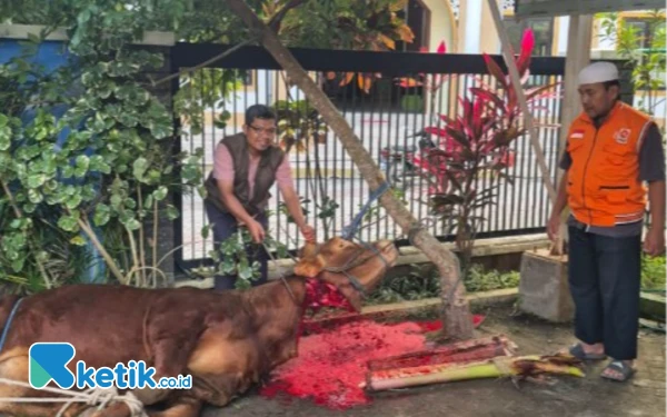 Thumbnail PKS Trenggalek Salurkan 20 Sapi dan 150 Kambing untuk Kurban Iduladha 1446 H