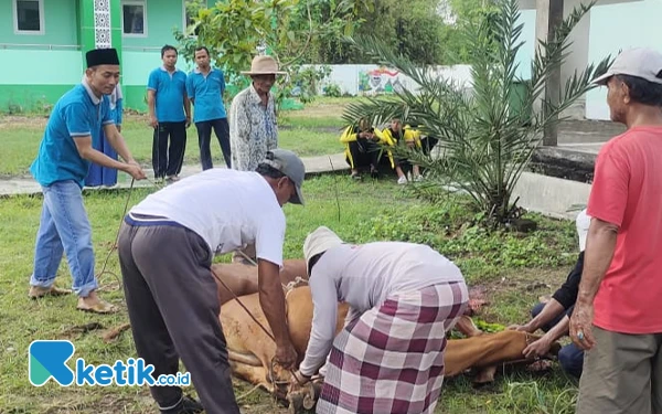 Thumbnail Berita - MTsN 1 Sampang Gelar Penyembelihan Hewan Kurban, Daging Dibagikan untuk Warga dan Anak Yatim