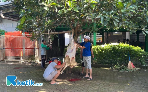 Ratusan Hewan Kurban di Kota Malang Terjangkit Cacing Hati dan Radang Paru