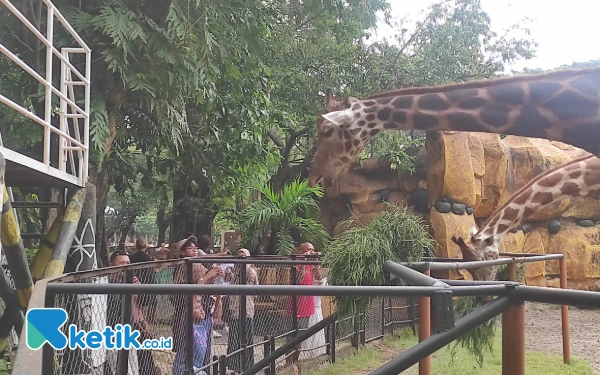 Thumbnail Berita - Kebun Binatang Surabaya Catat Peningkatan Jumlah Wisatawan Selama Libur Iduladha