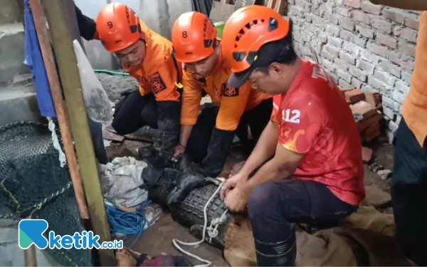 Thumbnail Berita - Sempat Berontak, Buaya Muara Berhasil Dievakuasi Petugas BPBD Kota Surabaya