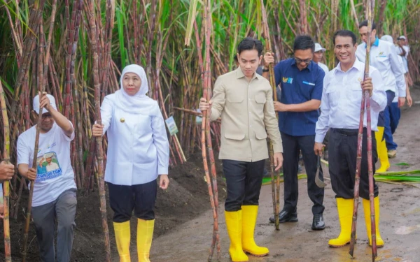 Thumbnail 51 Persen Gula Nasional dari Jatim! Khofifah Optimis Swasembada, Gibran Pasang Target