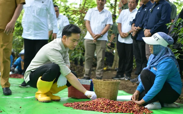 Thumbnail Berita - Kunjungi Bondowoso, Wapres Gibran Ikut Panen Raya Kopi Ijen