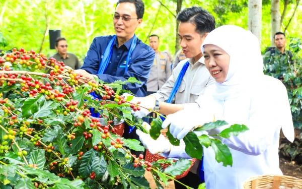 Khofifah Dampingi Wapres Gibran Panen Raya Kopi di Bondowoso
