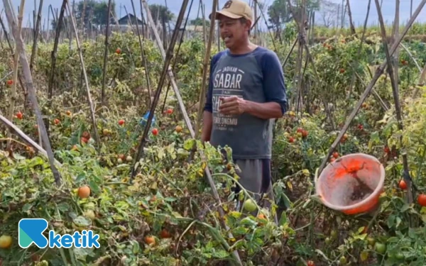 Thumbnail Berita - Petani Tomat Kota Batu Terima Untung Meski Panen Rusak Akibat Cuaca
