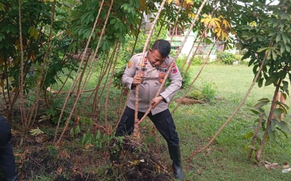 Panen Raya Ketela Pohon di Polsek Sragi Pekalongan, Wujud Nyata Dukung Ketahanan Pangan
