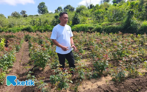 Thumbnail Berita - Kreativitas Jumadi, Petani Kota Batu Sukses Budidayakan Mawar Eden