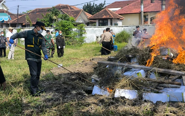 Barantin Musnahkan 4,4 Ton Benih Jagung Terinfeksi Bakteri Berbahaya Asal Thailand