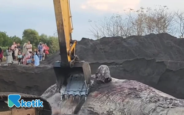 Thumbnail Berita - 3 Hari Terdampar di Tepi Pantai Situbondo, Bangkai Ikan Paus Akhirnya Dikuburkan