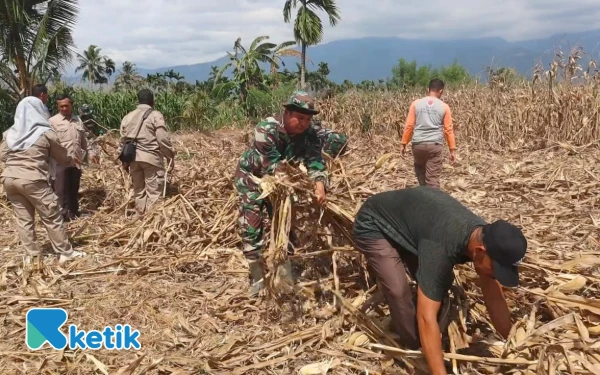 Thumbnail Satgas TMMD Kodim 0108/Agara Bersihkan Lahan Jagung Warga Desa Rikit Bur