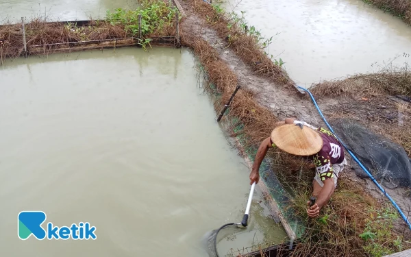 Tak Sengaja, Warga Desa Buton Ini Jadi Pembudidaya Ikan Koi dan Nila