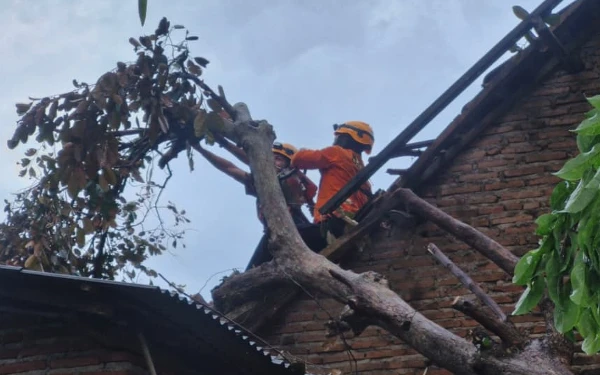 Cuaca Ekstrem Landa Bondowoso, Pohon Tumbang Timpa Rumah Warga