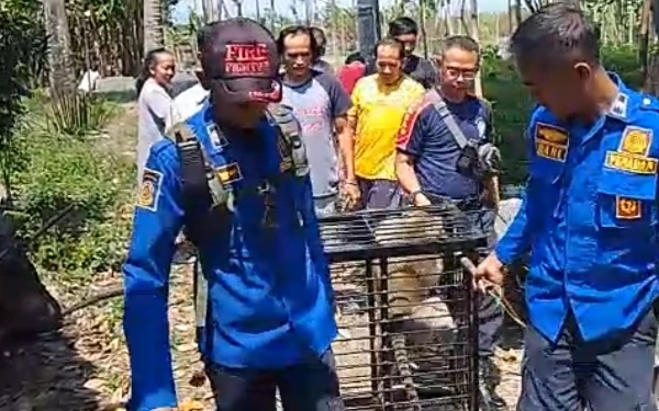 Kera Peliharaan di Bondowoso Dievakuasi Usai Serang Balita