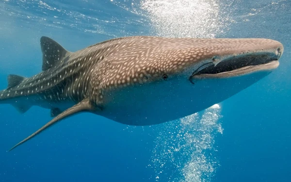 Thumbnail Berita - Jangan Sampai Punah! Kenali Hiu Paus Lebih Dekat di Hari Spesialnya