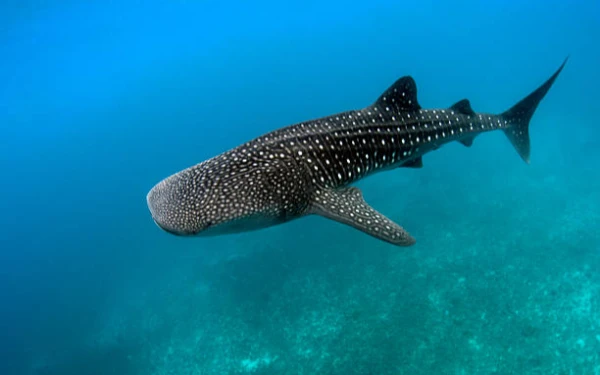 Thumbnail Berita - Pola Tubuh Hiu Paus: Identitas Unik Tiap Individu