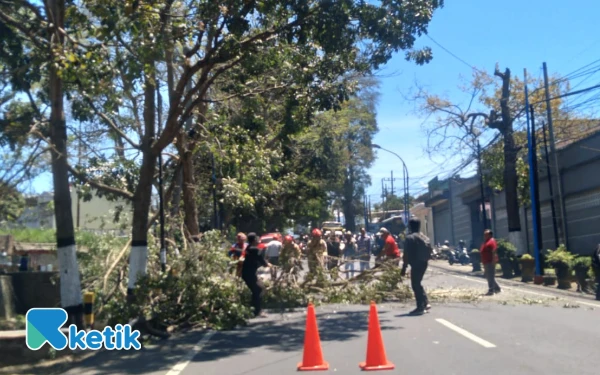 Thumbnail Berita - ‎Pohon Tumbang di Kota Batu Timpa Dua Sepeda Motor