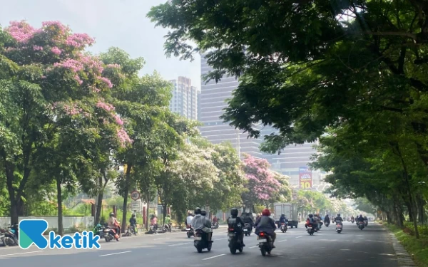 Surabaya Kembali Bermekaran, Pesona Bunga Tabebuya dan Sejarahnya di Kota Pahlawan