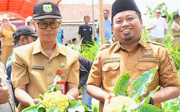 Wakil Bupati Bondowoso Panen Perdana Hasil Inovasi Hortikultura Brokoli Varietas Kaila